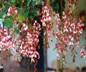 สร้อยสยาม ชื่อวิทยาศาสตร์ Bauhinia siamensis K.Larsen & S.S.Larsen นิยมปลูกเป็นไม้ประดับเลื้อยแต่งรั้ว