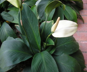 เดหลีใบกล้วย ชื่อวิทยาศาสตร์ Spathiphyllum cannifolium (Dryand. ex Sims) Schott ดอกมีกลิ่นหอมอ่อน ออกดอกตลอดปี