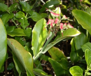แสยก ชื่อวิทยาศาสตร์ Euphorbia tithymaloides L. ต้นมีน้ำยางมาก