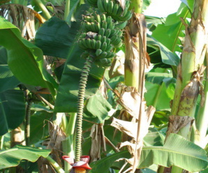 กล้วยซาบาฟิลิปปินส์ พันธุ์กล้วย ผลสั้นป้อม มีเหลี่ยมชัดเจน