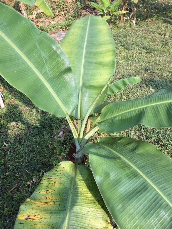 ต้นกล้วยปิซังอัมบน