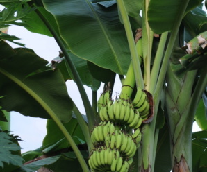 กล้วยน้ำว้ามะลิอ่อง พันธุ์กล้วยผลขนาดค่อนข้างใหญ่ แต่อ้วนและสั้นกว่ากล้วยน้ำว้าพันธุ์อื่น