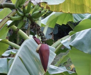 กล้วยปิซังอัมบน พันธุ์กล้วย ผลรูปร่างยาว ปลายผลมีจุก