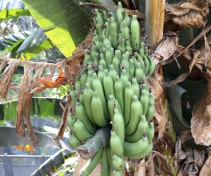 กล้วยป่าดอยมูเซอ พันธุ์กล้วย ผลมีขนาเล็ก เปลือกบาง