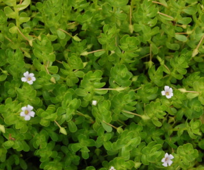 พรมมิ ชื่อวิทยาศาสตร์ Bacopa monnieri (L.) Wettst. พืชล้มลุก ลำต้นเลื้อยทอด