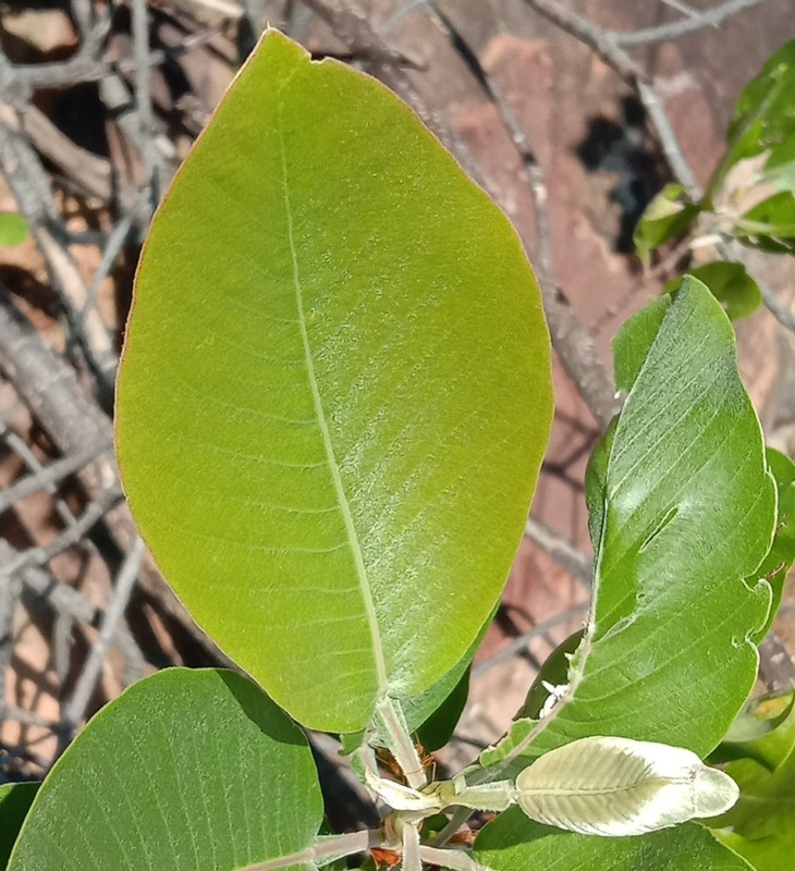 ตองหมอง ใบมีขน ใบตองหมอง