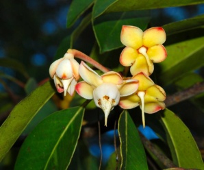 สารภีป่า ชื่อวิทยาศาสตร์ Anneslea fragrans Wall. เนื้อไม้ใช้ทำเครื่องเรือนได้ดี