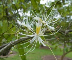 ต้นชิงชี่ สรรพคุณ ชิงชี่ ชื่อวิทยาศาสตร์ Capparis micracantha DC.