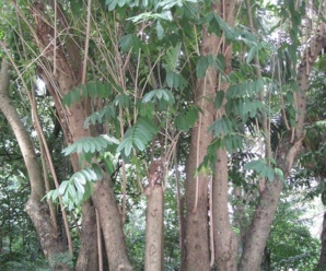 กระเบา กระเบาใหญ่ ลักษณะ ไม้ต้นขนาดกลาง