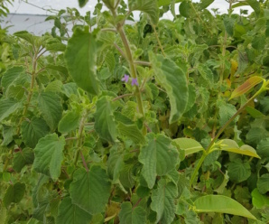 กะเพราผี กะเพราป่า ชื่อวิทยาศาสตร์ Hyptis suaveolens (L.) Poit.