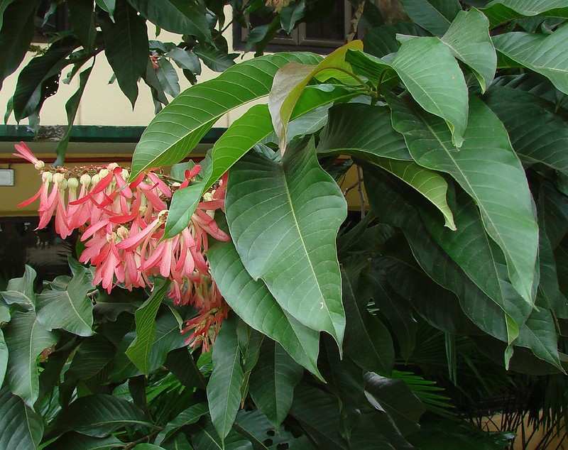 ปาโลแซนโตส ชื่อสามัญ ใบปาโลแซนโตส
