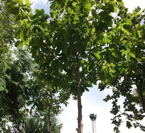 ต้นยางโอน