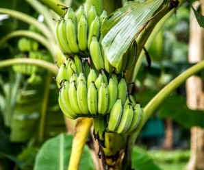 วงศ์กล้วยและสกุลของกล้วย MUSACEAE