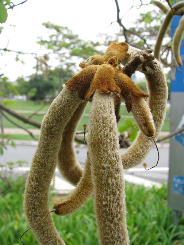 เมล็ดเหลืองเชียงราย ผลเหลืองเชียงราย