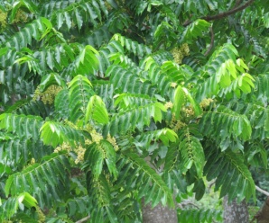 การขยายพันธุ์ ยมหอม ชื่อวิทยาศาสตร์ Toona ciliata M. Roem ไม้ใช้สร้างบ้านเรือน