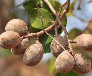 พืชวงศ์มะพอก CHRYSOBALANACEAE สกุลมะพอกและวงศ์ใกล้เคียง