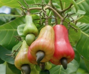 ANACARDIACEAE วงศ์มะม่วงและสกุลของมะม่วง