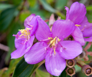 MELASTOMATACEAE วงศ์โคลงเคลง ลักษณะวงศ์เป็นไม้พุ่ม