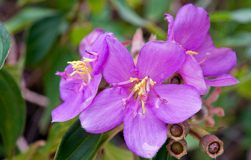 MELASTOMATACEAE ลักษณะวงศ์ ดอกโคลงเคลง