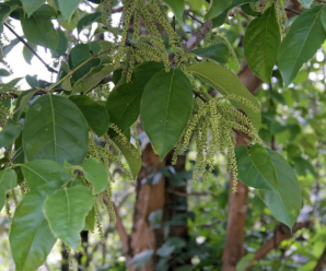 วงศ์กระทงลอย CRYPTERONIACEAE