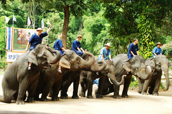 เที่ยวศูนย์อนุรักษ์ช้างไทย การแสดงช้าง