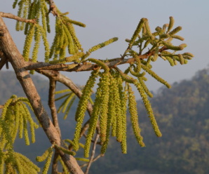 JUGLANDACEAE วงศ์ของพืช ค่าหด ไม้ต้นผลัดใบก่อนออกดอก