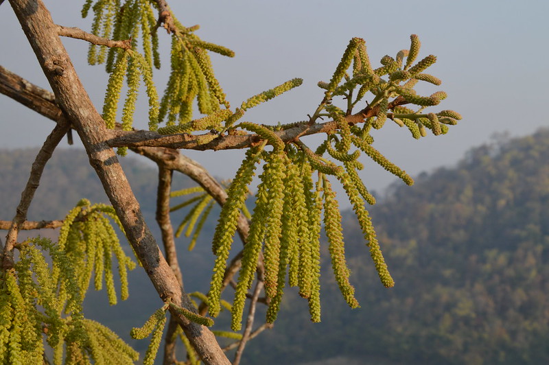 วงศ์ค่าหด JUGLANDACEAE วงศ์ของพืช ค่าหด