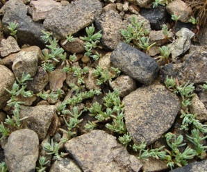 CHENOPODIACEAE วงศ์พืช วงศ์ชะคราม ลักษณะเด่นของวงศ์เป็นวัชพืชล้มลุก
