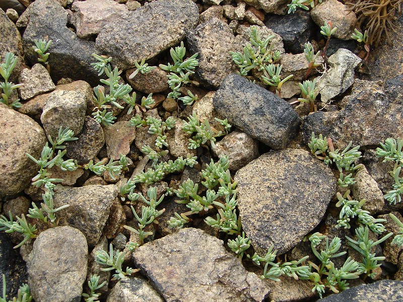 CHENOPODIACEAE วงศ์ชะคราม ลักษณะวงศ์ ชะคราม