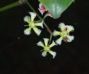 วงศ์มะดูก CELASTRACEAE และการกระจายพันธุ์