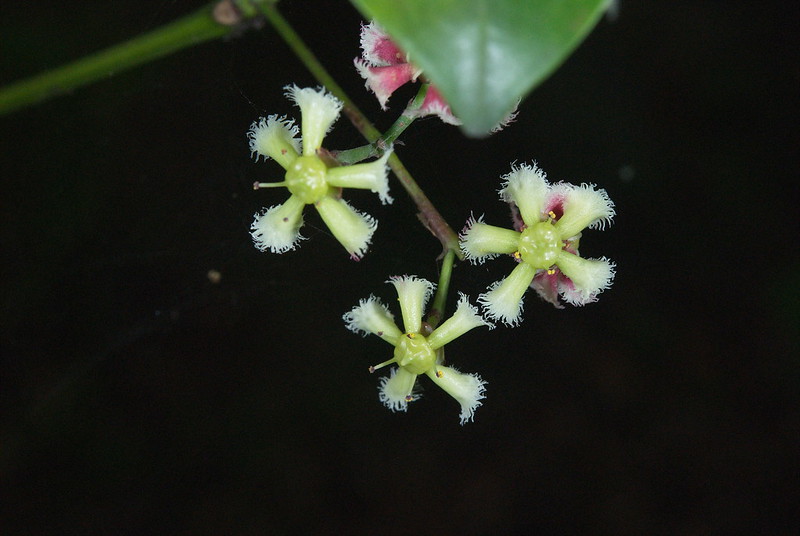 พืชวงศ์มะดูก CELASTRACEAE ดอกกระจับนก