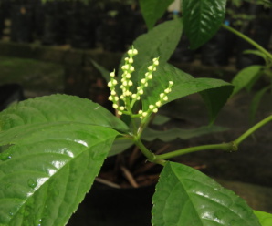 วงศ์และสกุลของกระดูกไก่ CHLORANTHACEAE