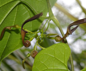 วงศ์ไก่ฟ้า ARISTOLOCHIACEAE พืชวงศ์ไก่ฟ้าและสกุลไก่ฟ้า