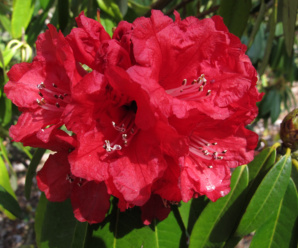 วงศ์และสกุลของกุหลาบป่า ERICACEAE
