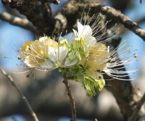 ลักษณะวงศ์ CAPPARACEAE พืชวงศ์กุ่ม และ สกุลวงศ์กุ่ม