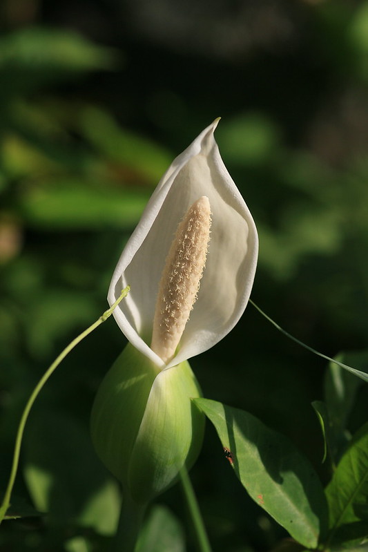 พืชวงศ์บอน ARACEAE ดอกของบอน