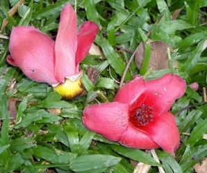 ลักษณะวงศ์ BOMBACACEAE วงศ์นุ่น ลักษณะลำต้นมีหนาม