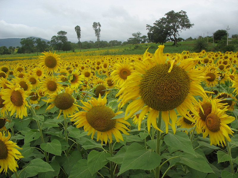 ดอกทานตะวัน