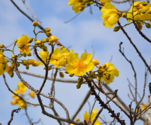 วงศ์ฝ้ายคำ COCHLOSPERMACEAE ลักษณะเด่นของวงศ์ ดอกสีเหลือง