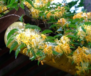 CAPRIFOLIACEAE วงศ์สายน้ำผึ้ง ลักษณะประจำวงศ์เป็นไม้พุ่ม ไม้เลื้อย