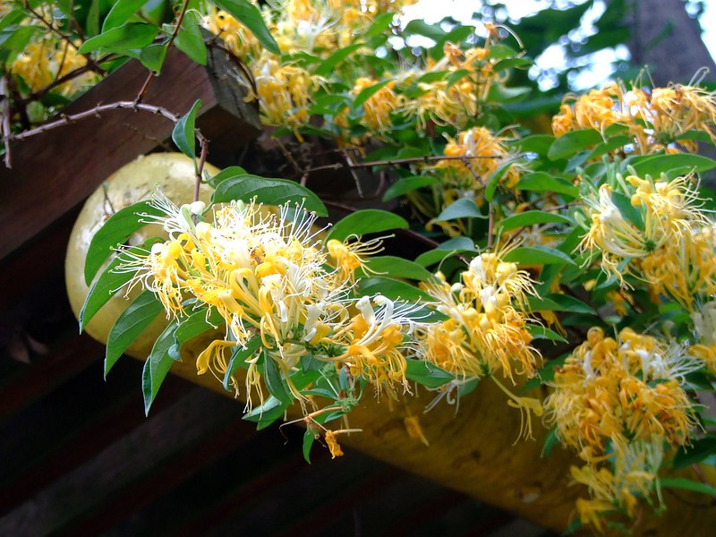 วงศ์สายน้ำผึ้ง CAPRIFOLIACEAE ดอกสายน้ำผึ้ง