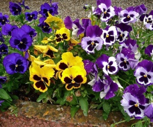 VIOLACEAE ลักษณะวงศ์ วงศ์ใบพาย เป็นพืชล้มลุกอายุหลายปี