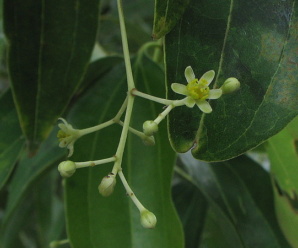 วงศ์และสกุลอบเชย LAURACEAE ไม้ต้นหรือไม้พุ่ม มีกลิ่นหอม