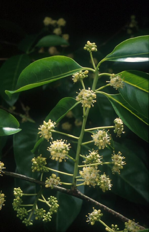 ต้นเน่าใน ชื่อวิทยาศาสตร์ Ilex umbellulata Loes ดอกเน่าใน