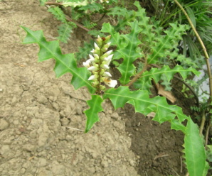 วงศ์เหงือกปลาหมอ ACANTHACEAE (วงศ์อแคนทาซีอี)