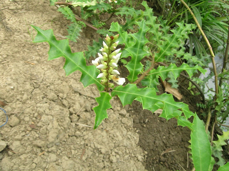 วงศ์เหงือกปลาหมอ ACANTHACEAE ดอกเหงือกปลาหมอ