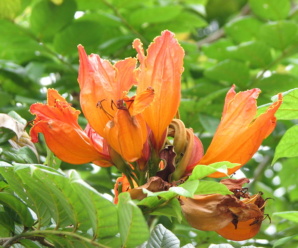 BIGNONIACEAE วงศ์แคหางค่าง และสกุลของแคหางค่าง