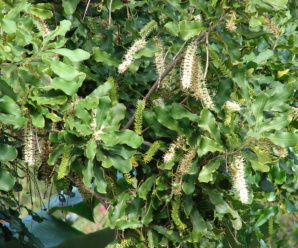 พืชวงศ์เหมือดคน PROTEACEAE เป็นไม้ต้นเนื้อแข็ง