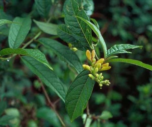 วงศ์ต่างไก่ป่าและสกุลของต่างไก่ป่า POLYGALACEAE