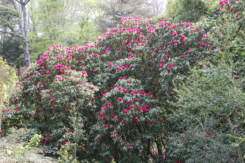 วงศ์กุกลาบป่า ERICACEAE ต้นกุหลาบพันปี